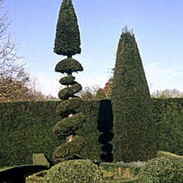 Yew, common